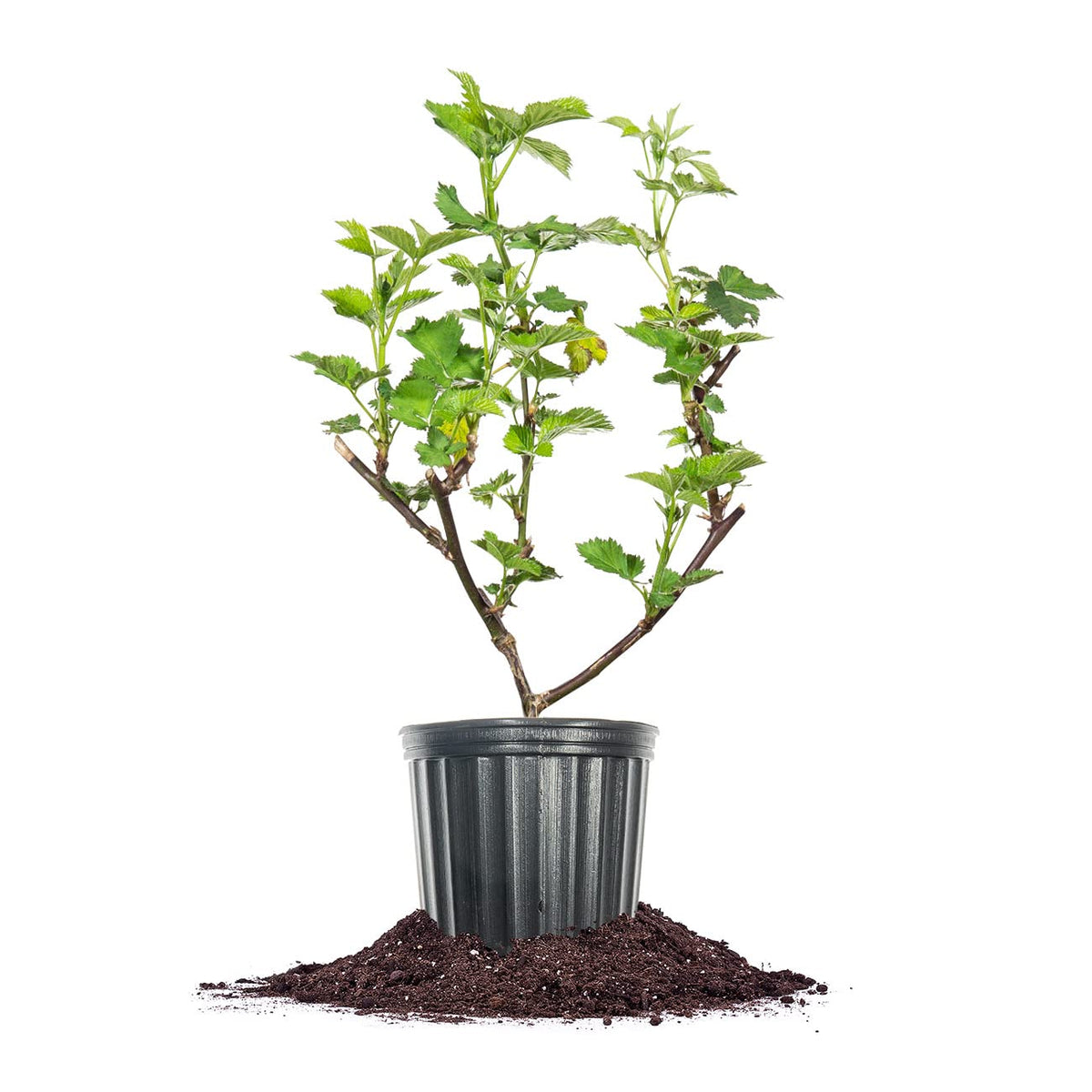 Perfect Plants Triple Crown blackberry bush in a 1-gallon pot ready for outdoor planting.