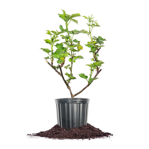 Perfect Plants Triple Crown blackberry bush in a 1-gallon pot ready for outdoor planting.