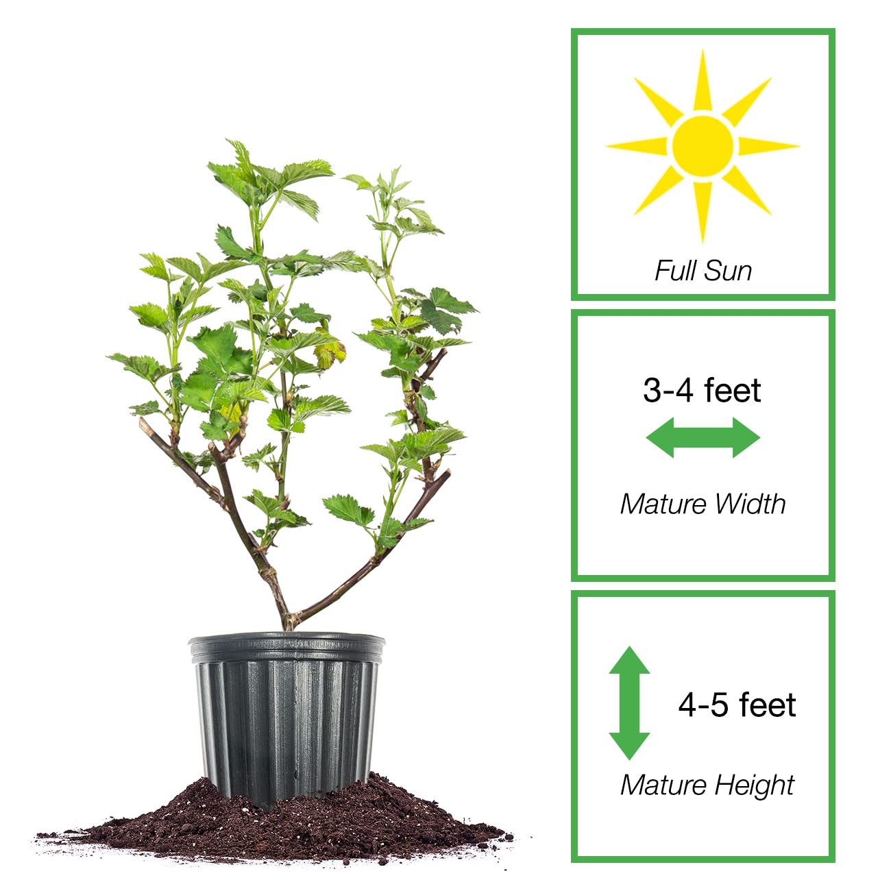 Perfect Plants Triple Crown with fruiting canes ideal for fresh berries and jams.