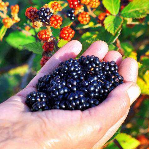 Hardy Triple Crown blackberry suitable for zones 5-9 and warm climates.