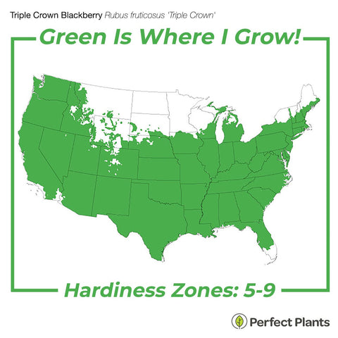 Perfect Plants Triple Crown with large, juicy fruits on thriving canes.
