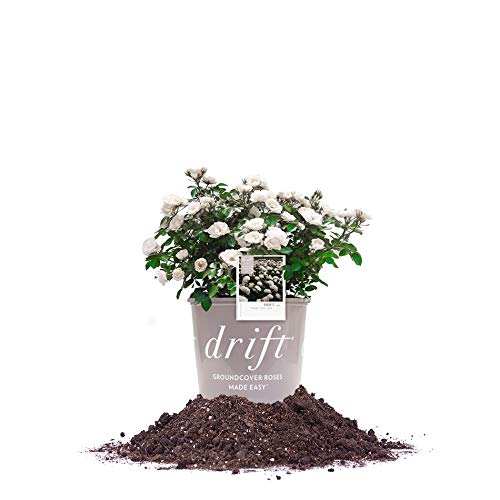 Perfect Plants White Drift Rose bloom in full sun for landscape color.