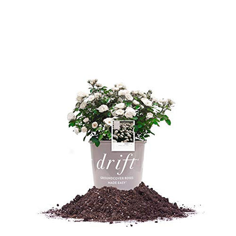 Perfect Plants White Drift Rose bloom in full sun for landscape color.