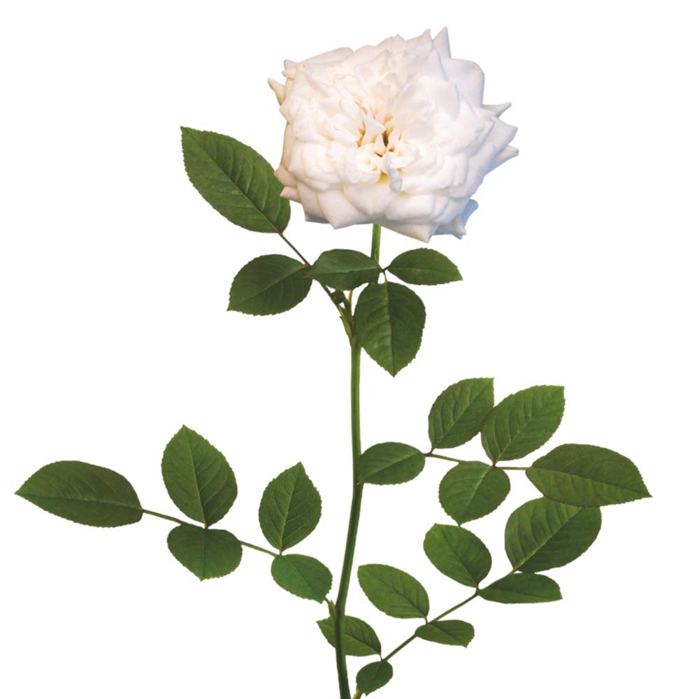 Perfect Plants White Drift Rose shrub ready for hedge planting in sunny yards.
