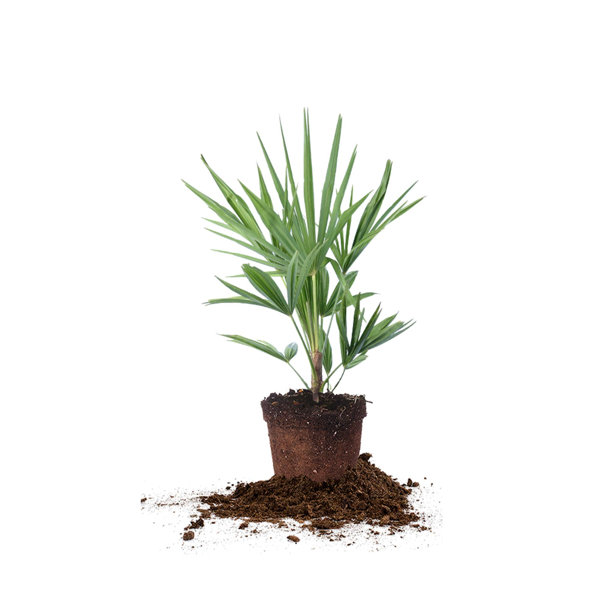 Perfect Plants Windmill Palm in a sunny yard, delivering a beachy landscape vibe.