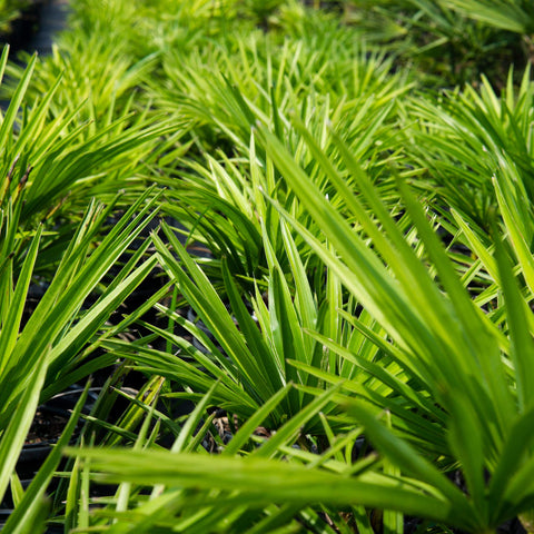 Perfect Plants Windmill Palm highlights cold tolerance for coastal or cooler climates.