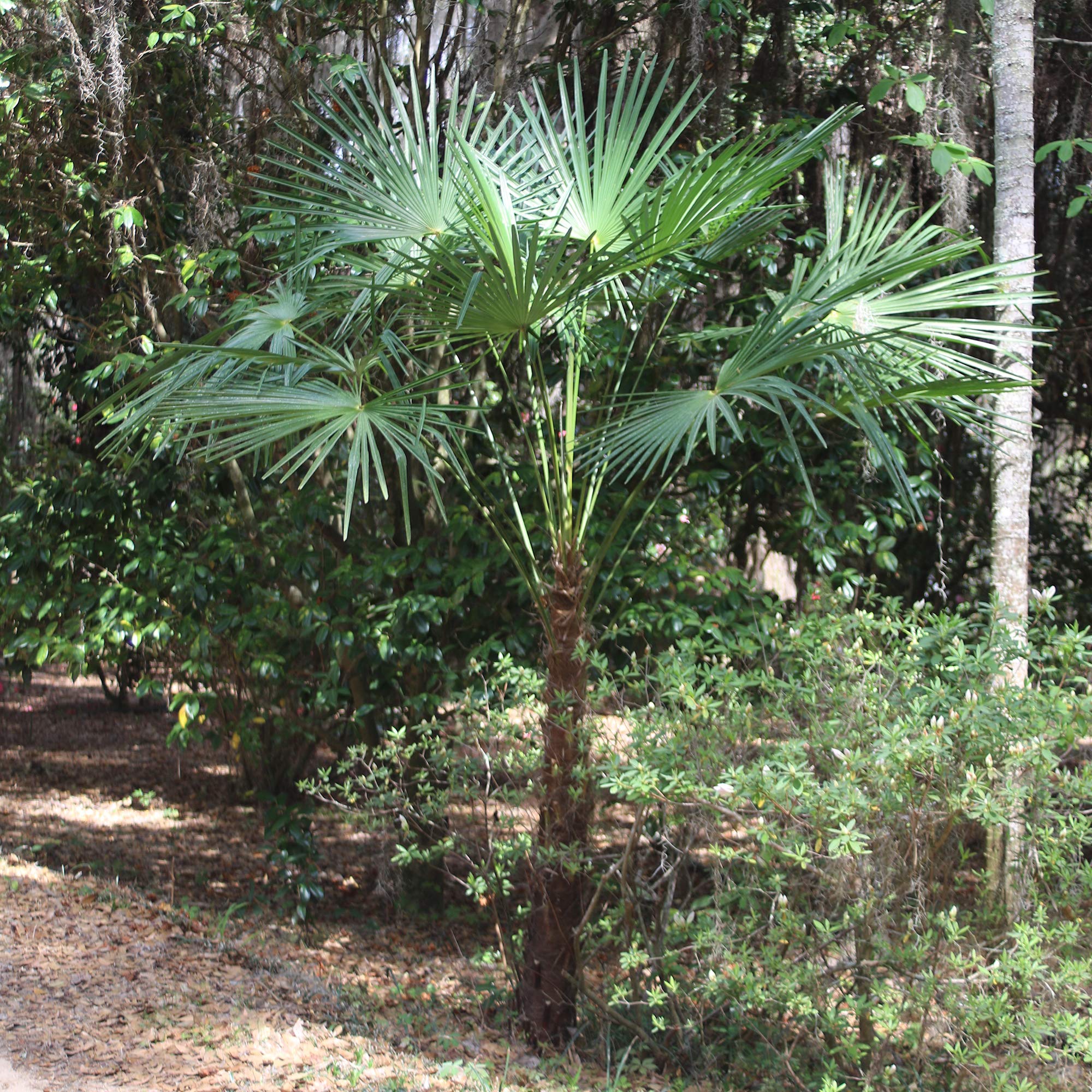 Perfect Plants Windmill Palm thrives in zones 8–11 with drought and salt tolerance.