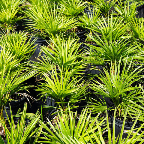 Perfect Plants Windmill Palm offers low maintenance for busy gardeners.