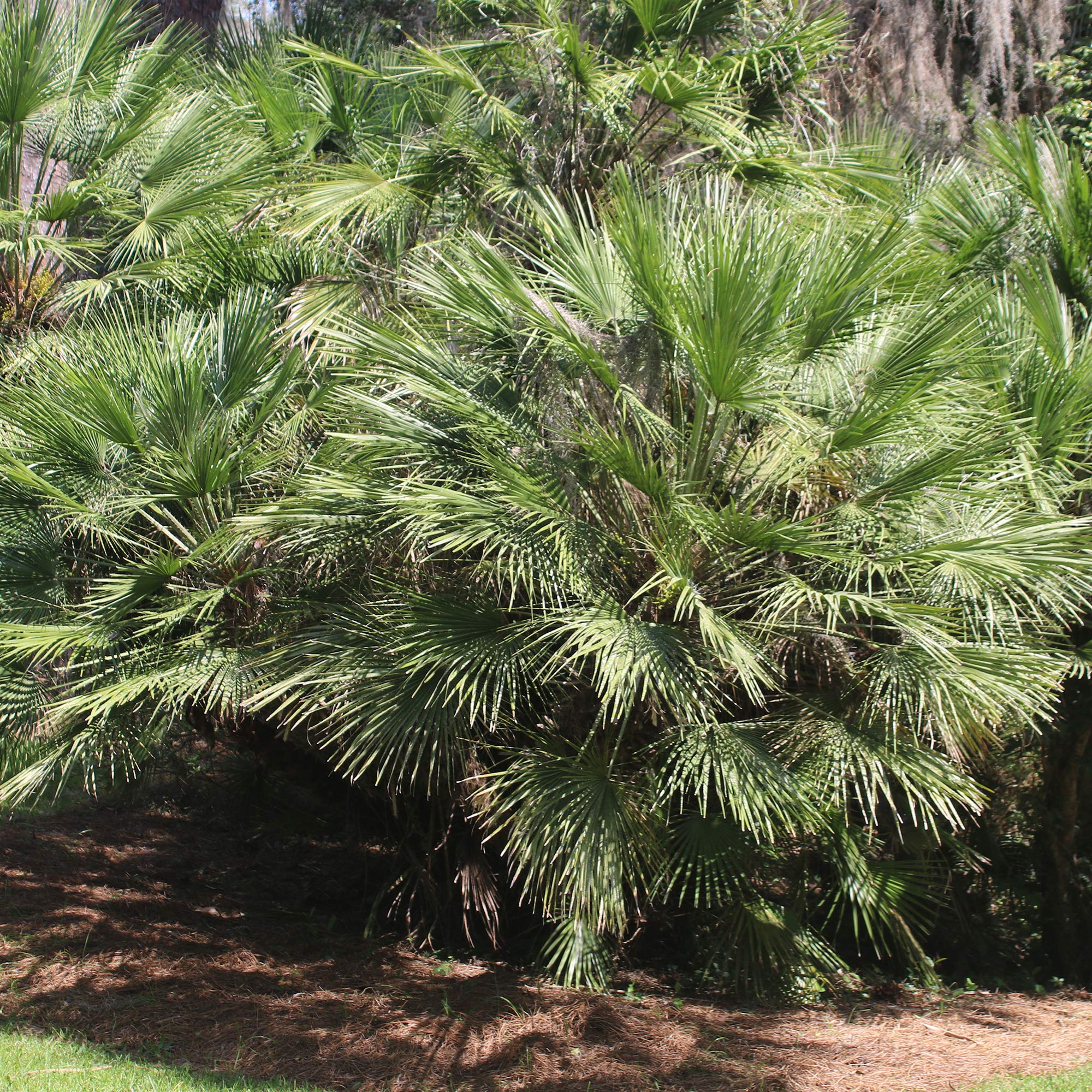 Perfect Plants Windmill Palm reaches 25–30 ft tall with a 6–10 ft spread.
