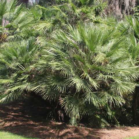 Perfect Plants Windmill Palm reaches 25–30 ft tall with a 6–10 ft spread.