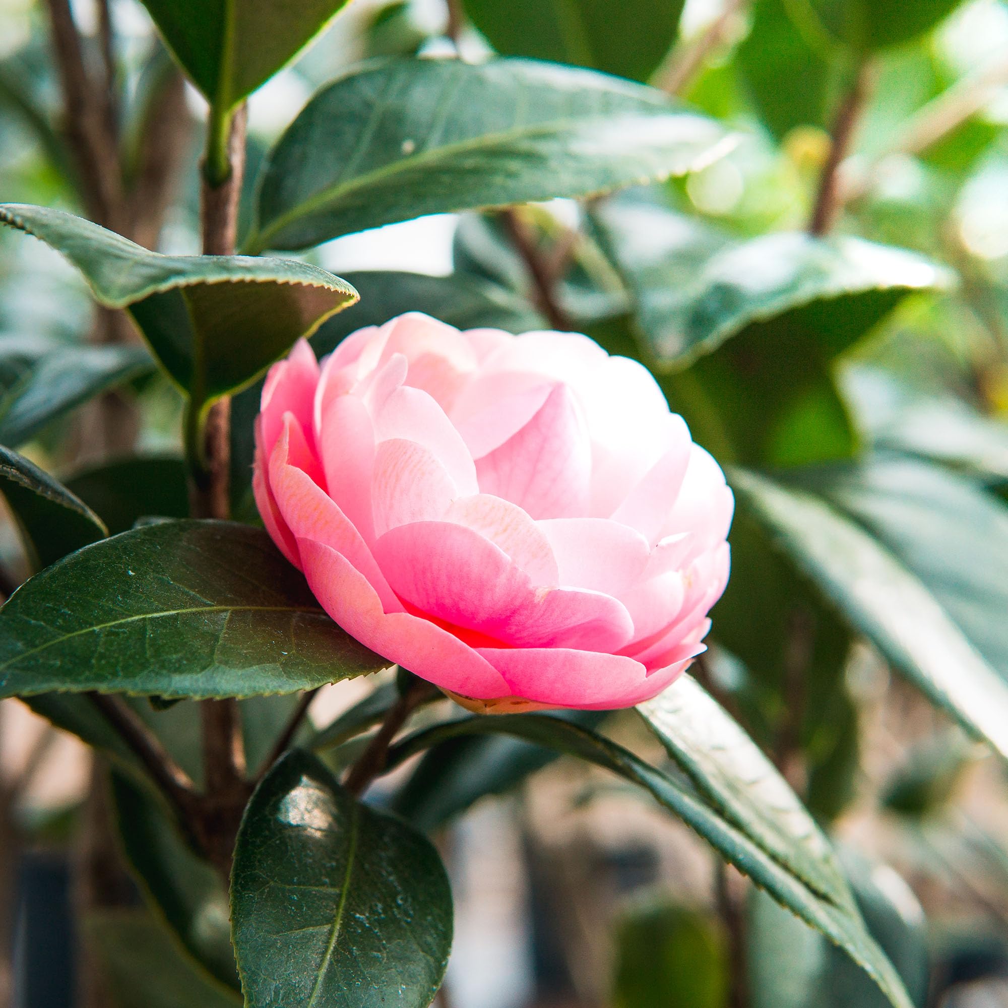 Perfect Plants Camellia enhances woodland garden with elegance