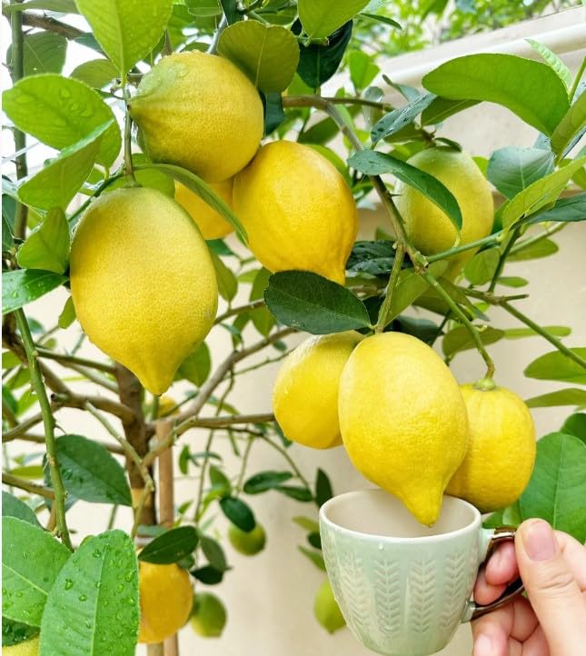 Compact bonsai idea with Perfume Lemon Seeds for indoor citrus decor.