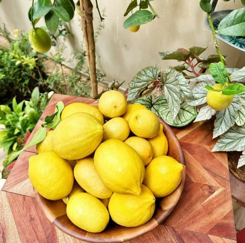 Lemons on branch with Perfume Lemon Seeds promise fragrant harvests.