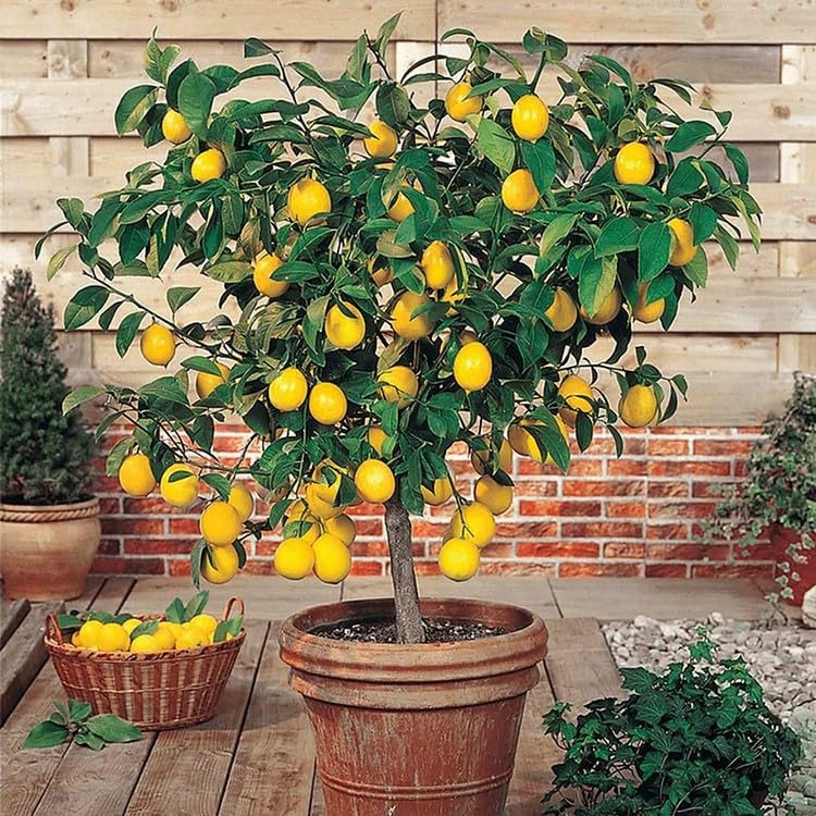 Perfume Lemon Seeds seed packet for home gardeners seeking fragrant lemon growth.
