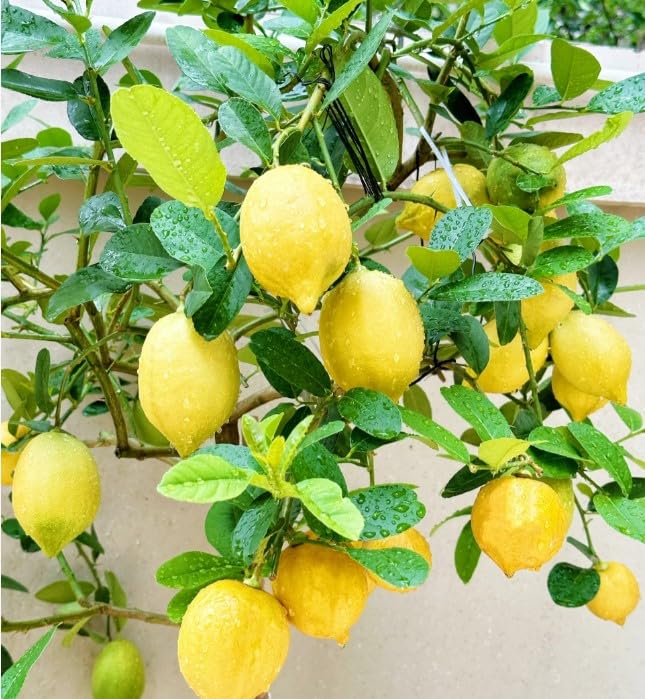 Close-up of Perfume Lemon Seeds highlighting heirloom non GMO origin for healthy sprouts.