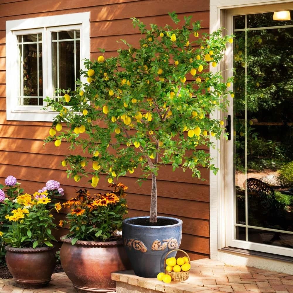 Zones 8-11 friendly Perfume Lemon Seeds for warm season gardening.