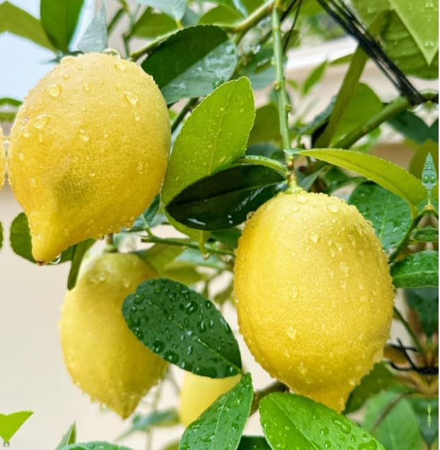 Watering scene with Perfume Lemon Seeds promotes steady growth.