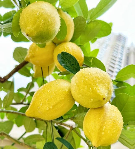 Young Perfume Lemon tree in pot ready for warm climates.