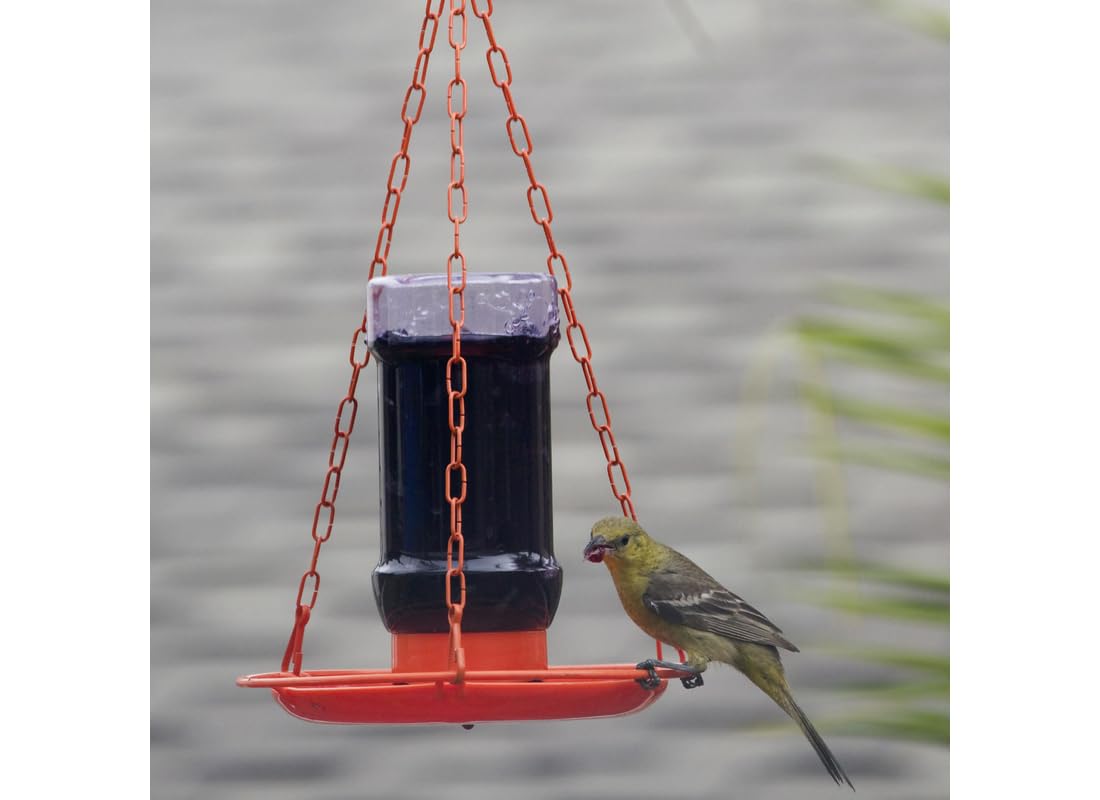 Perky-Pet jelly feeder oriole 32oz open-bowl for easy jelly access.