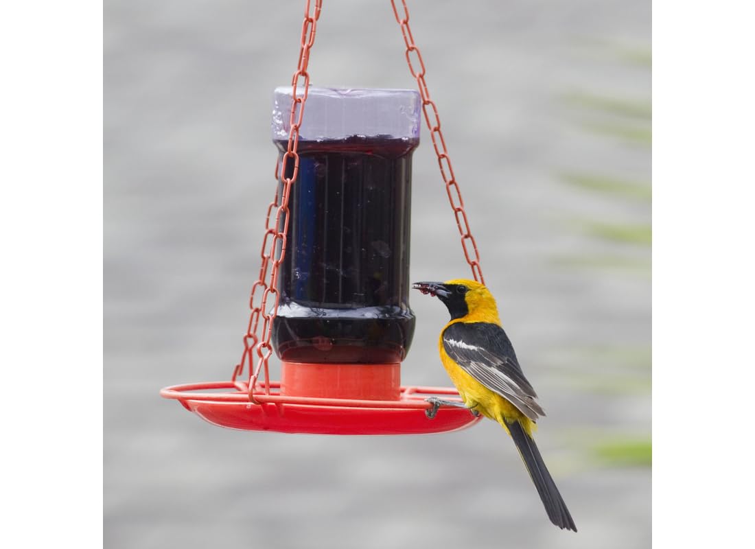 Perky-Pet jelly feeder oriole 32oz side view highlights spill-free feeding.