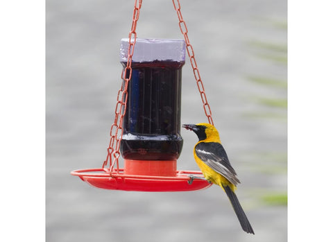 Perky-Pet jelly feeder oriole 32oz side view highlights spill-free feeding.