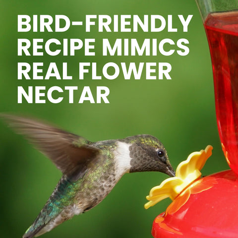 Perky-Pet nectar being poured into a feeder, simple 3:1 or 4:1 mix.