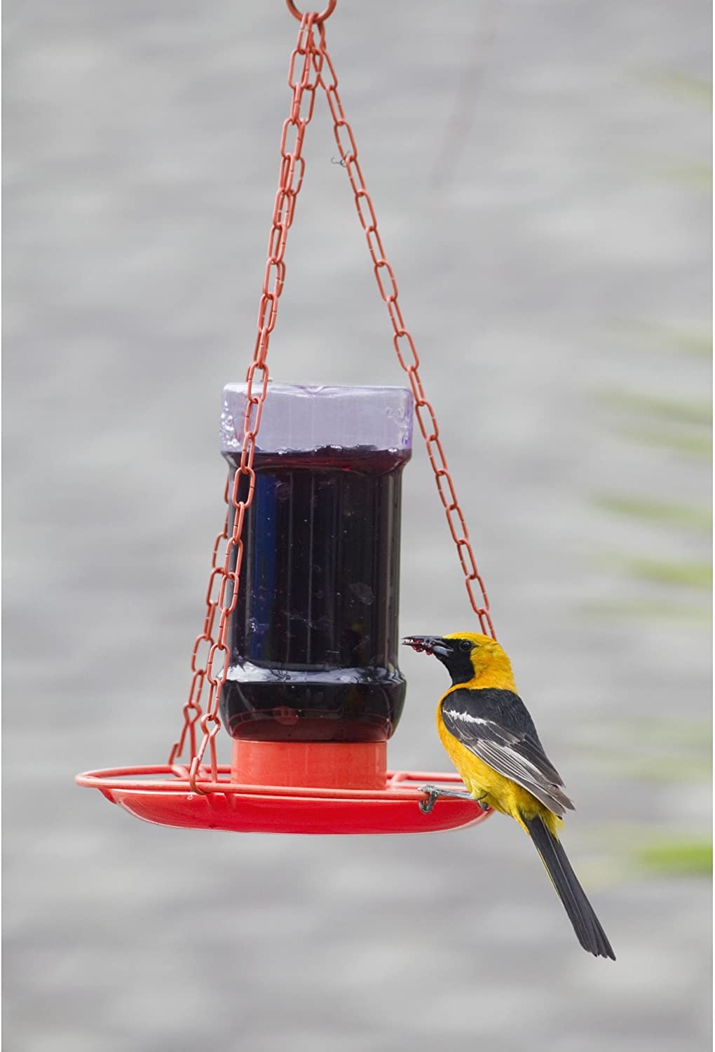 Perky-Pet grape jelly feeder supports outdoor backyard birdwatching