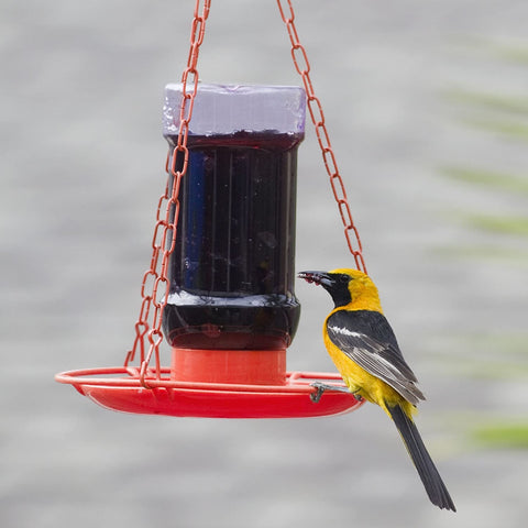 Perky-Pet jelly feeder tray provides a generous feeding area for multiple orioles