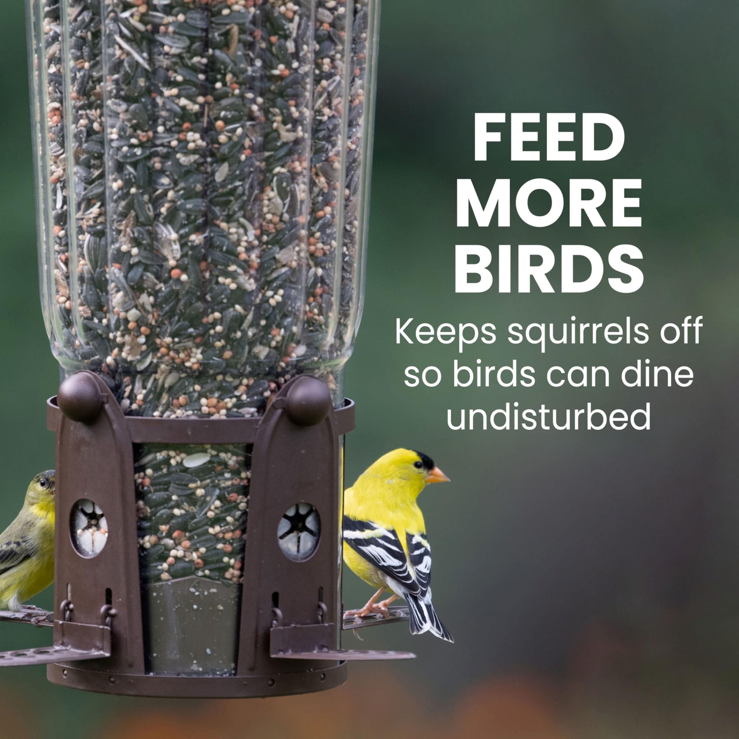 Perky-Pet Squirrel-Be-Gone Max improves bird visibility while feeding