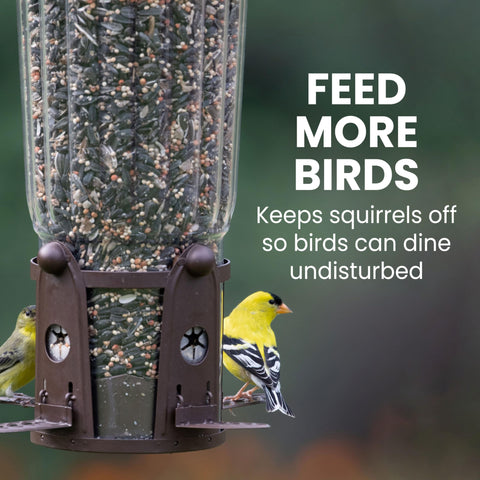 Perky-Pet Squirrel-Be-Gone Max improves bird visibility while feeding