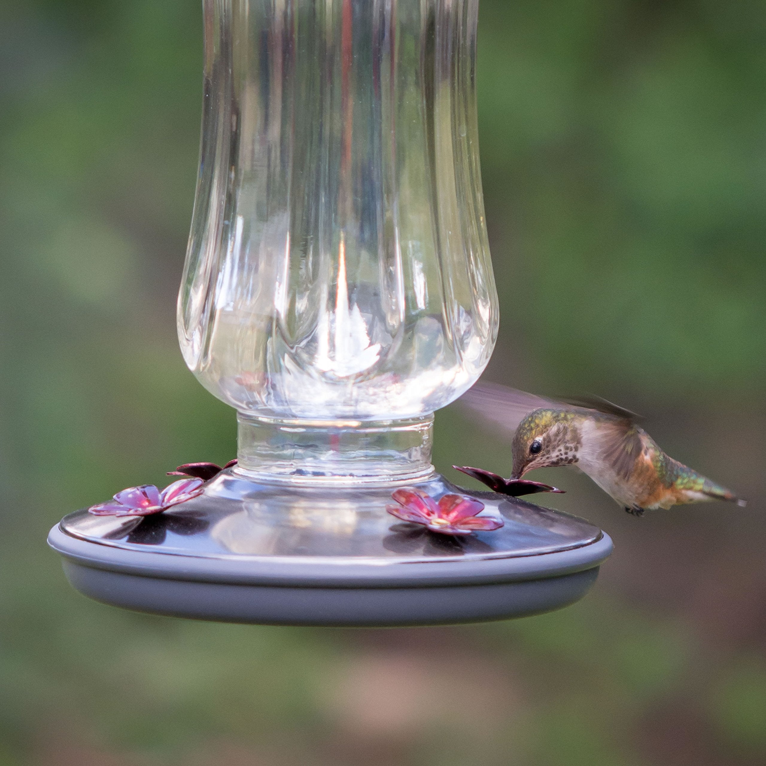 Starglow four-port hummingbird feeder offers multiple feeding stations for visiting birds.
