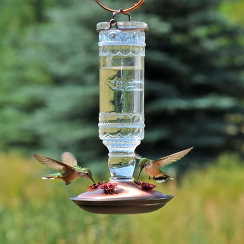 Perky-Pet clear bottle design attracts hummingbird attention
