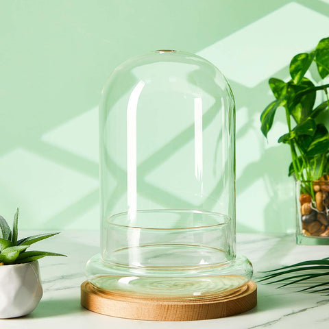 Perthlin airhole dome top keeps humidity balanced for small plants.