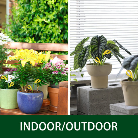 Pestcon yellow sticky traps ideal for kitchens, gardens, and pot plants.
