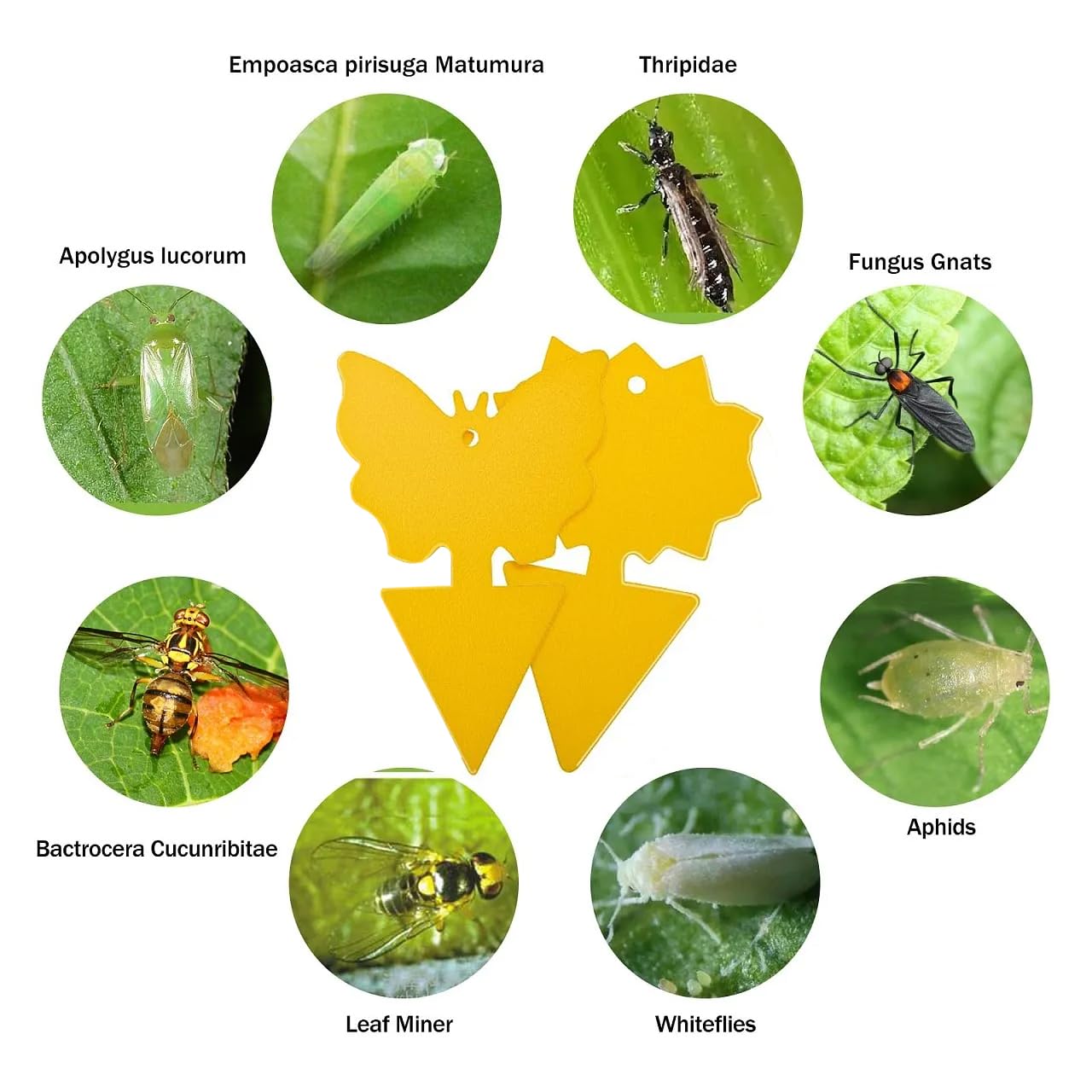 PestMentor indoor-outdoor traps for kitchen, balcony, and garden areas.