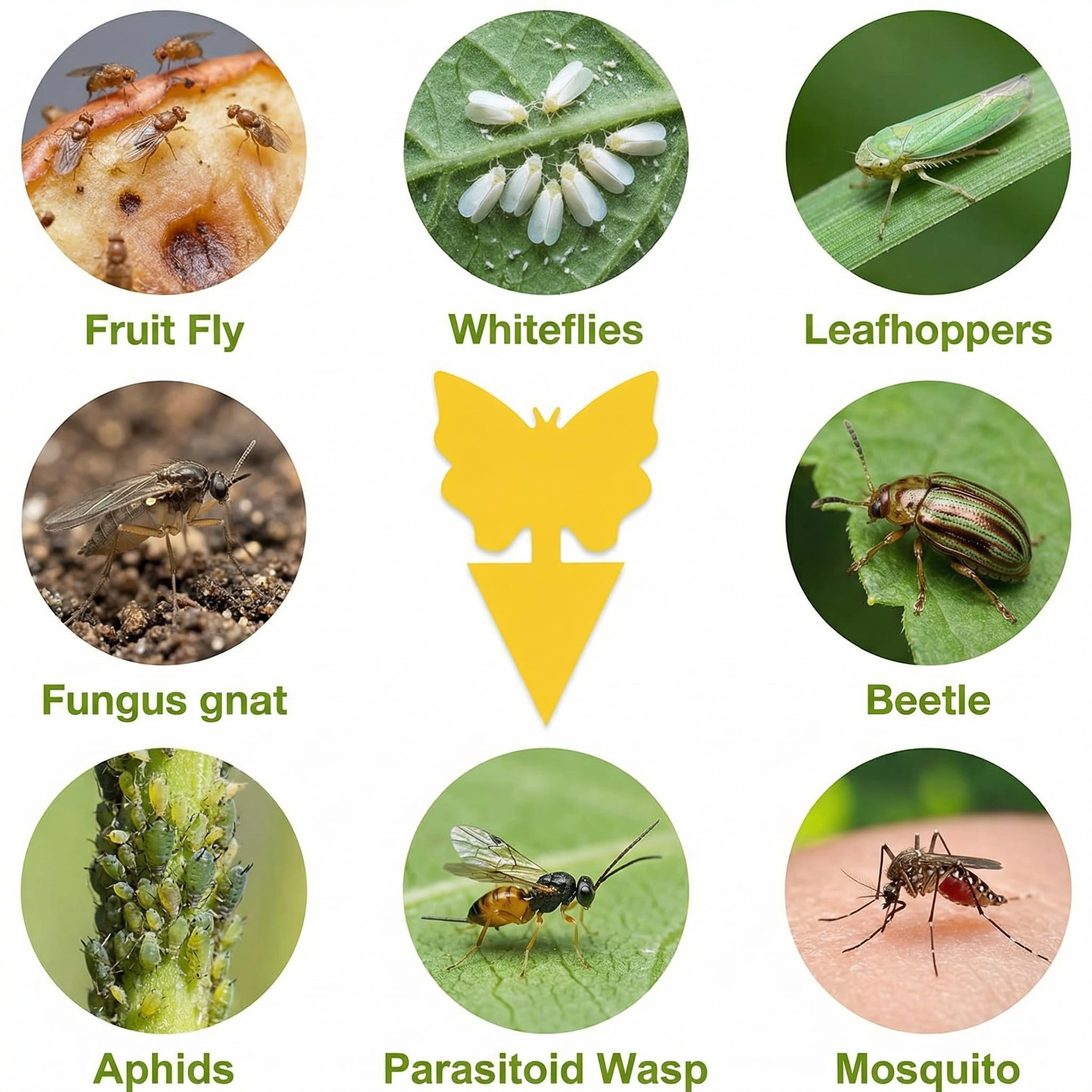 PestMentor two-sided adhesive captures pests from multiple angles near herbs.