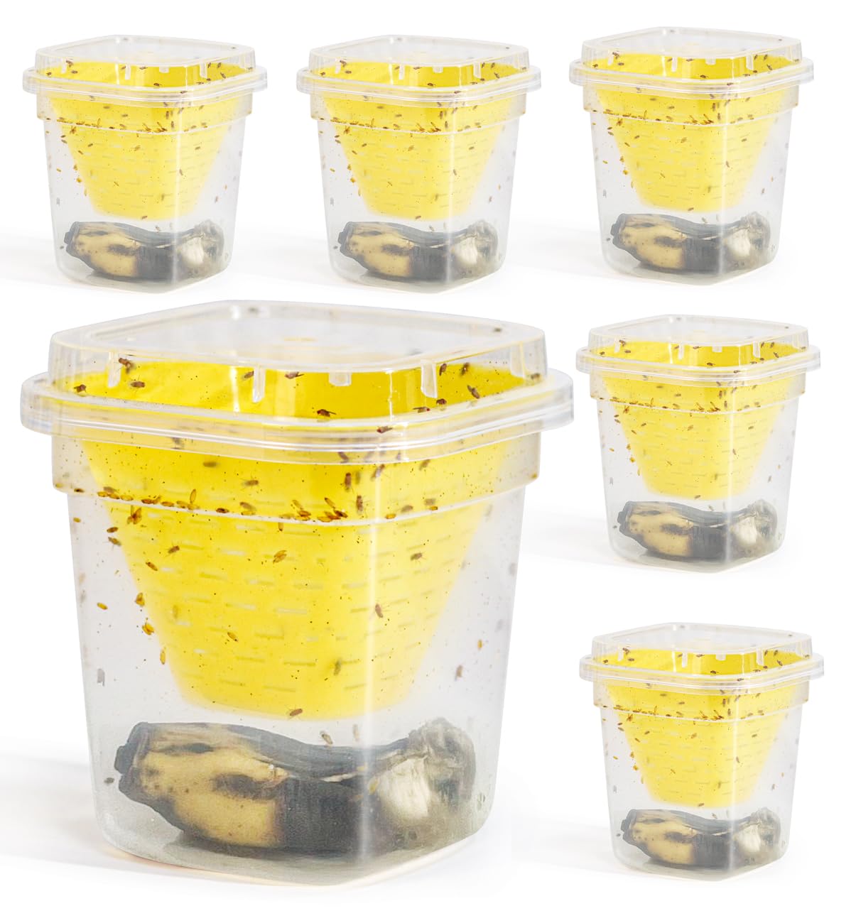 Pestoptek fruit fly trap 6 pack packaging shows convenient reusable design for ongoing kitchen use