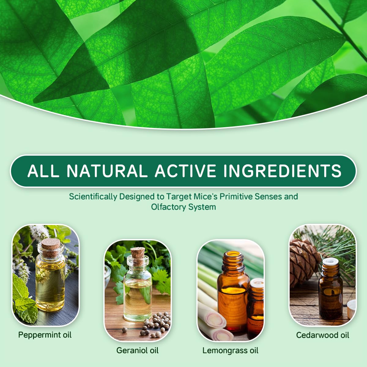 PestXDrops mint oil rodent repellent balls deter pests with refreshing scent.