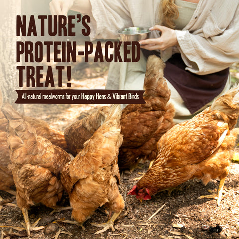 Pet Faves dried mealworms poultry-enhancement: supports healthy egg production and vitality in backyard flocks.