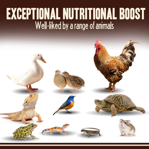Pet Faves dried mealworms wild-birds-snack: loved by bluebirds, robins, cardinals and more.
