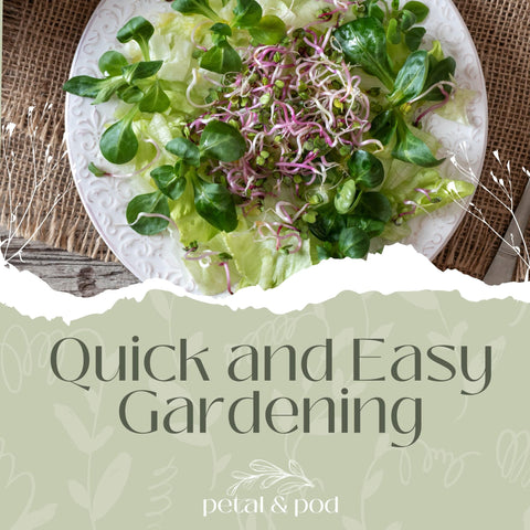 Petal & Pod alfalfa sprouts in a shallow tray for quick salads