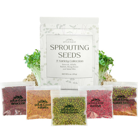 Petal & Pod broccoli sprouts in a tray, ready for harvest and fresh flavor