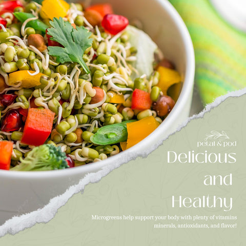 Petal & Pod mung bean sprouts in a jar for crunchy protein-rich greens