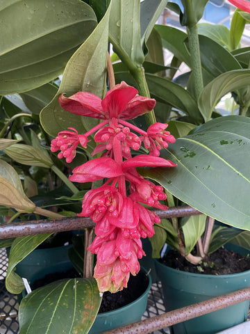 Peter's Professional 20-20-20 supports indoor garden vitality