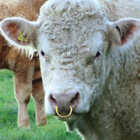 PETINUM brass bull ring designed for cattle handling and routine farm operations.