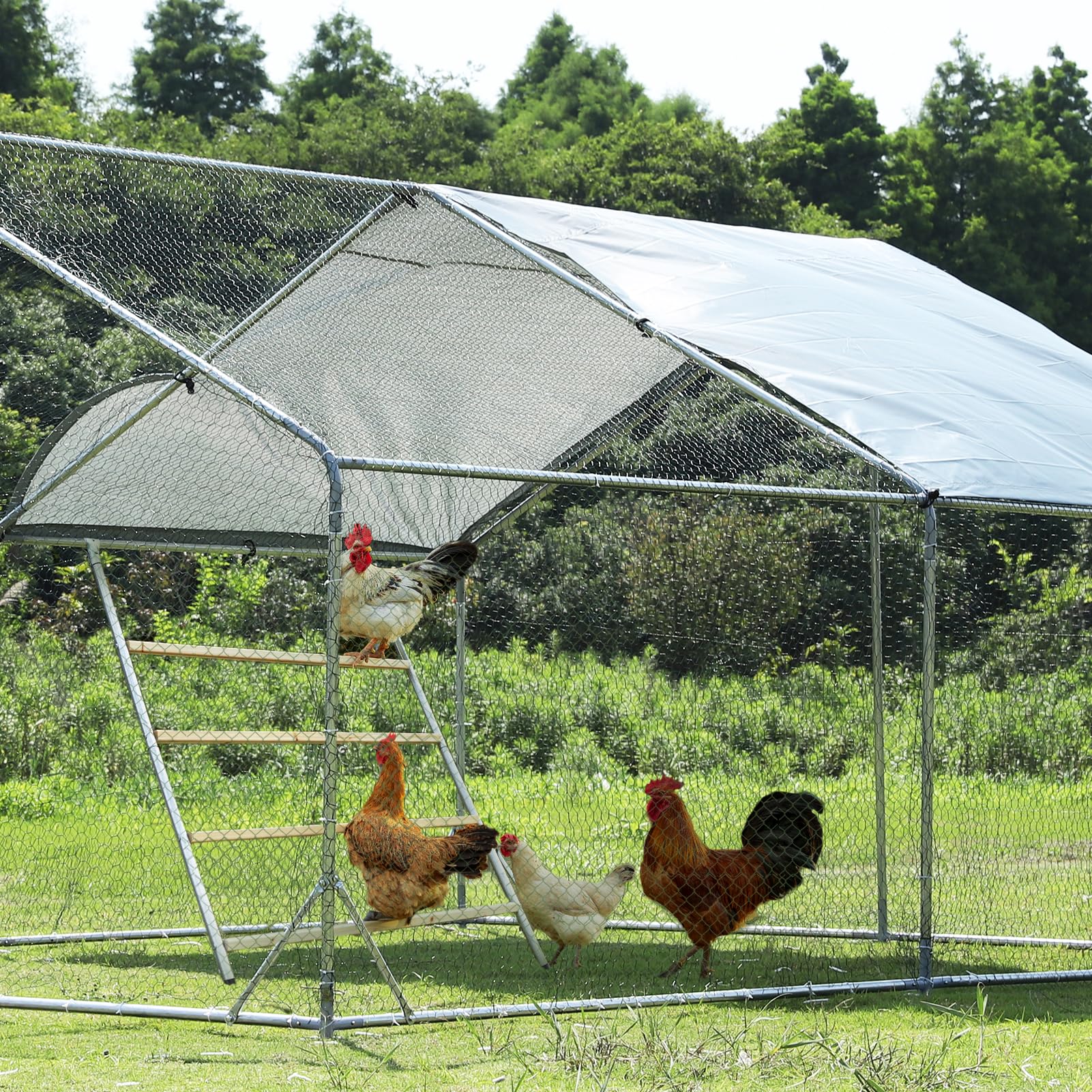 Petsfit four-layer-tiered design provides ample space for curious chickens.