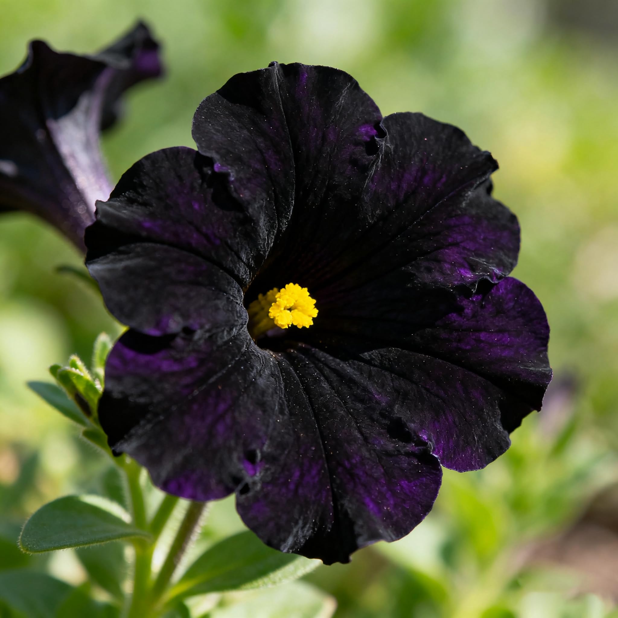 Black petunia seeds closeup showing dramatic velvety blooms for striking garden drama.