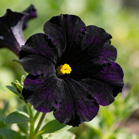Black petunia seeds closeup showing dramatic velvety blooms for striking garden drama.
