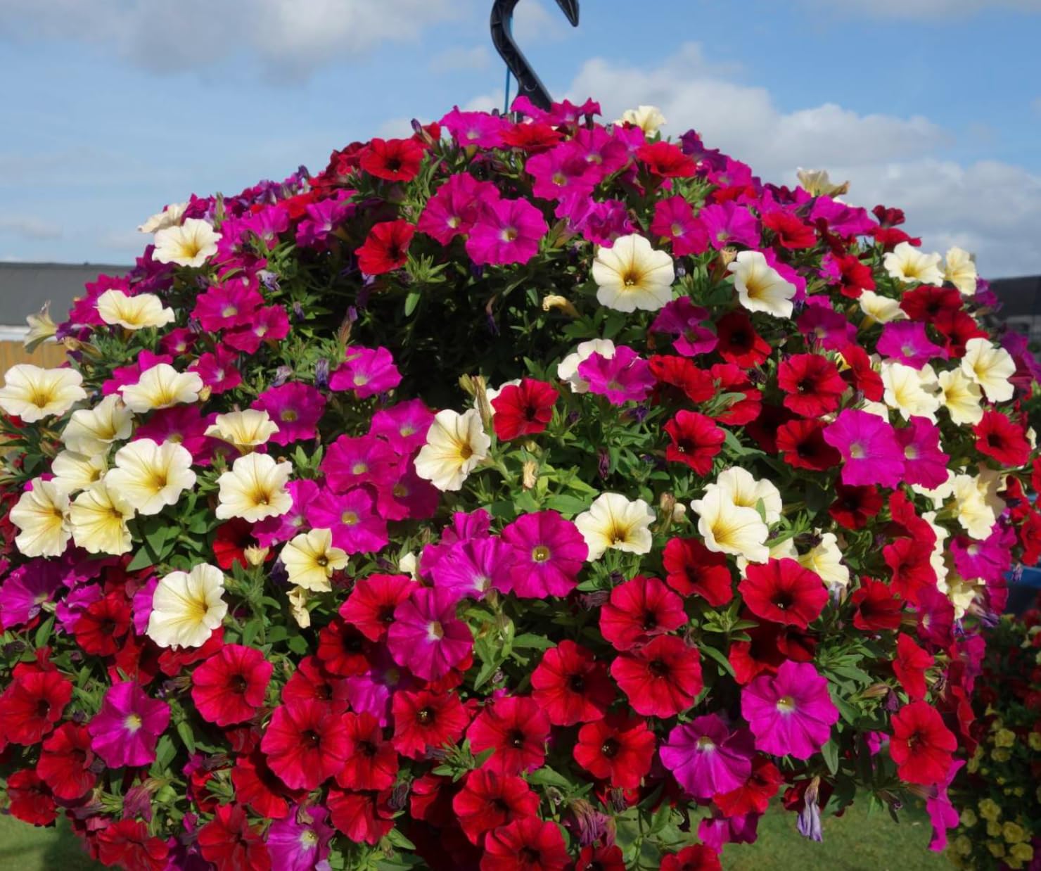 Petunia Seeds color-rich blooms brighten borders, beds, and container gardens.