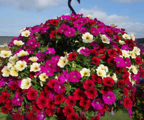 Petunia Seeds color-rich blooms brighten borders, beds, and container gardens.